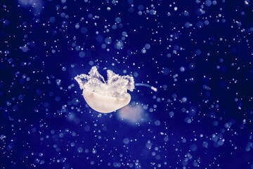 Jellyfish floating in the aquarium