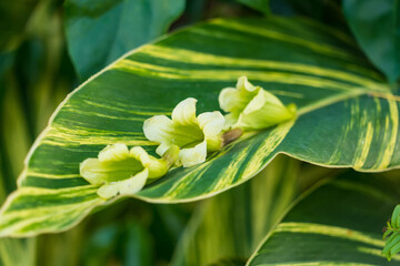 Obraz premium Green leaves for background and wallpaper.