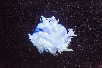 Jellyfish floating in the aquarium