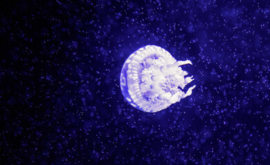 Jellyfish floating in the aquarium