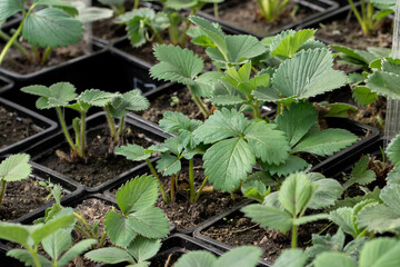 strawberry seedlings in spring for the garden
