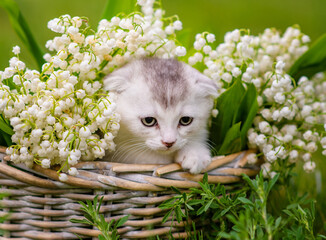 Little fluffy fold kitten sitting in a woven basket in a set of lilies of the valley in a basket in the spring on the grass in the garden