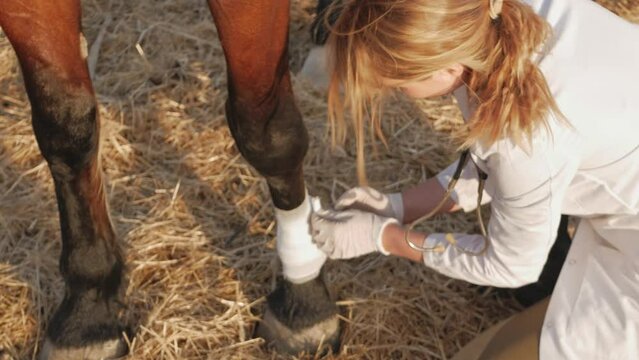 female veterinarian bandages sick leg in horse, winds White bandage on hock joint next to hoof.