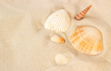 shells on the sandy shore. View from above
