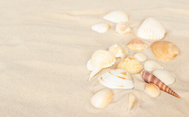 Fototapeta na wymiar seashells lie on the sand close-up