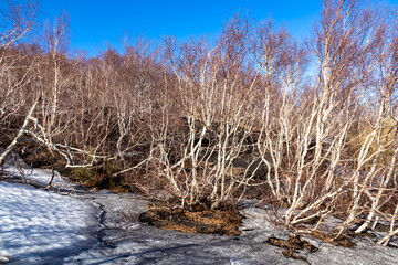 Grove forest on the north east flank of volcano mount Etna, in Sicily, Italy, Europe. Diverse vegetation and flora. Landscape is black brown volcanic sand, bare terrain. Ground is covered with snow
