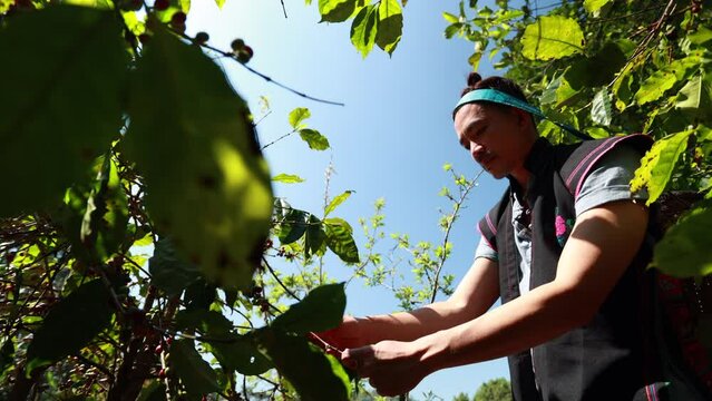 Asia farmer picking coffee in the coffee plant