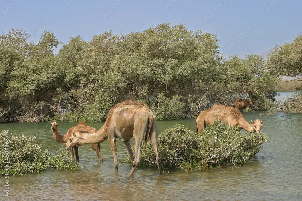 Wall mural camels browsing in a mangrove