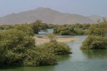Mangroves of Khor Kalba - 500363711