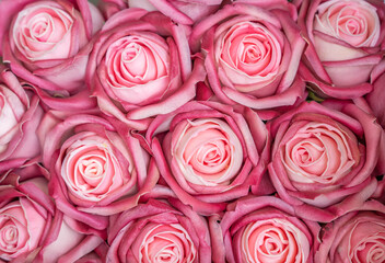 pink rose background ,natural texture
