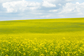 Fototapeta premium Rapeseed field in summer, rural Czech Republic