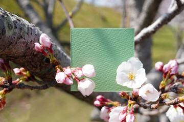 ソメイヨシノの細い幹を背景に桜の花を添えた緑色の何も書かれていないカードのモックアップ - obrazy, fototapety, plakaty