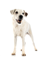 parson russell terrier