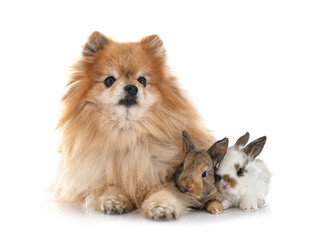miniature rabbits and spitz