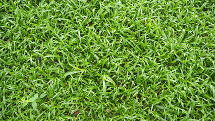 grass, vegetation consisting of typically short plants with long, narrow leaves, growing wild or cultivated on lawns and pasture, and as a fodder crop.