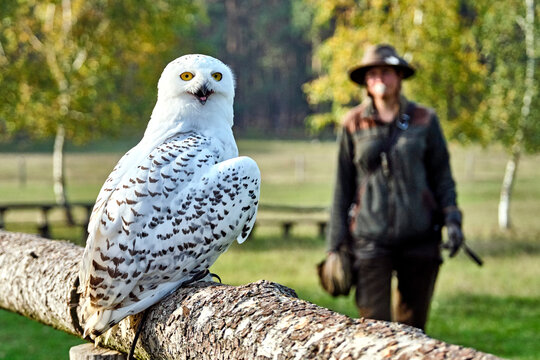 Schnee-Eule ( Bubo scandiacus , Syn.: Bubo scandiaca, Nyctea scandiaca, Schneeeule ) w&auml;hrend einer Flugvorf&uuml;hrung.