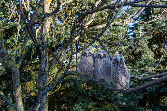 Long-eared owl boys perched on a tree branch in the forest. Asio otus.