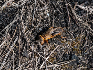Close-up shot of the European mole cricket (Gryllotalpa gryllotalpa) above ground in sunlight digging its way into the ground