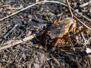 Close-up shot of the European mole cricket (Gryllotalpa gryllotalpa) above ground in sunlight digging its way into the ground