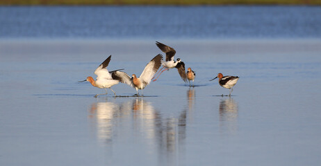 American Avocet