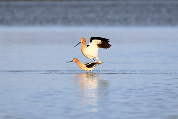 American Avocet