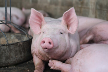 Pink fat face pig in livestock pig farm close-up.