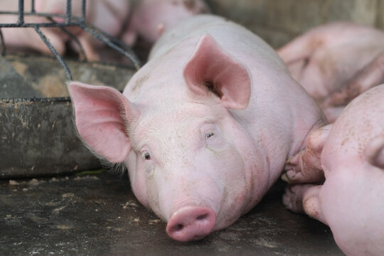 Pink fat pig sleeping in livestock pig farm close-up.