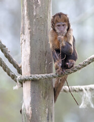 Golden bellid capuchin (Sapajus xanthosternos) eating a small stick