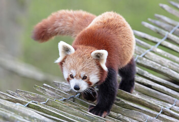 Firefox, the Red Panda (Ailurus fulgens)