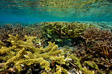 Reef crest with branching hard corals Raja Ampat Indonesia.