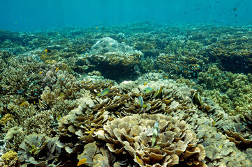 Naklejka na ściany i meble Reef scenic of foliose hard corals, Raja Ampat Indonesia.