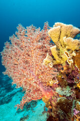 Reef scenic with soft corals and sponges, Raja Ampat Indonesia.