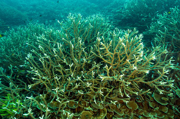 Naklejka na ściany i meble Staghorn hard corals, Acropora sp., Raja Ampat Indonesia.