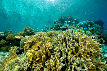 Naklejka na ściany i meble Reef scenic with blue damsels, Chromis viridis, Raja Ampat Indonesia.