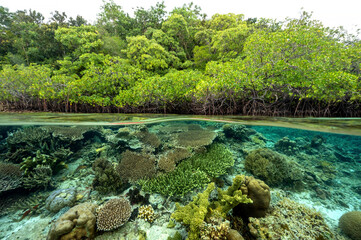 Mangrove forest and coral reefs in split shot, Gam Island Raja Ampat Indnonesia.