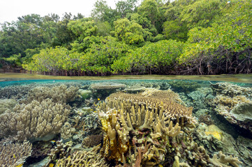 Mangrove forest and coral reefs in split shot, Gam Island Raja Ampat Indnonesia.