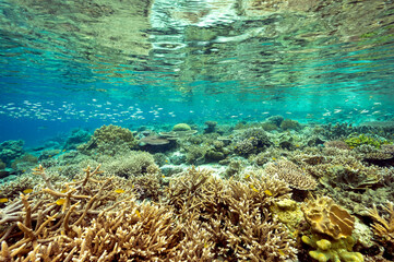 Fototapeta na wymiar Pristine hard corals with staghorn Acrapora and stony corals, Raja Ampat Indonesia..
