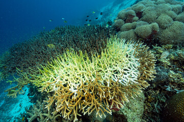 Bleaching staghorn table coral is dying slowly. Dead part have already been covered by algae. Raja Ampat Indonesia.