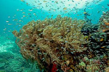 Naklejka na ściany i meble Reef scenic with anthiases, damsels and cardinalfishes, Raja Ampat Indonesia.