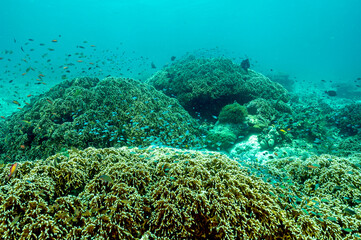 Fototapeta na wymiar Reef scenic with fire corals, Millepora dichotoma, Raja Ampat Indonesia.