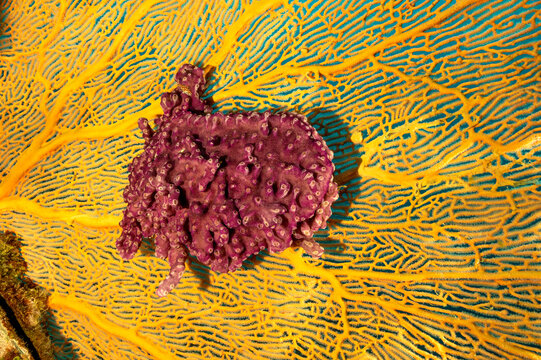  Wing Oyster, Pteria penguin, on a seafan covered with ascidians, Raja Ampat Indonesia.