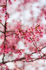 pink cherry blossom