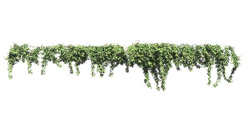 Climbing plants creepers isolated on white background 3d illustration