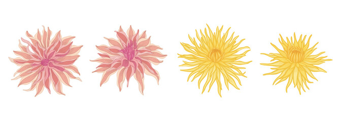 Set of dahlia blooming flowers illustration.