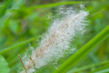 close up of caterpillar on grass