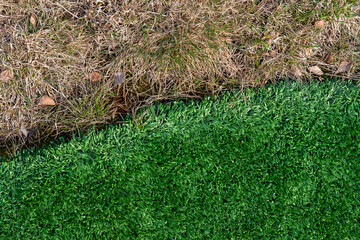 Artifical green grass and natural yellow lawn comparison texture background. Fake, not real,...