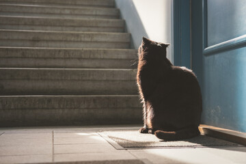 Cat sitting behind closed home door on the house stairs. Beautiful, brown, sad, hungry Scottish Fold with yellow eyes is waiting when owner lets him in. Loving pet. Blurred background, copy space