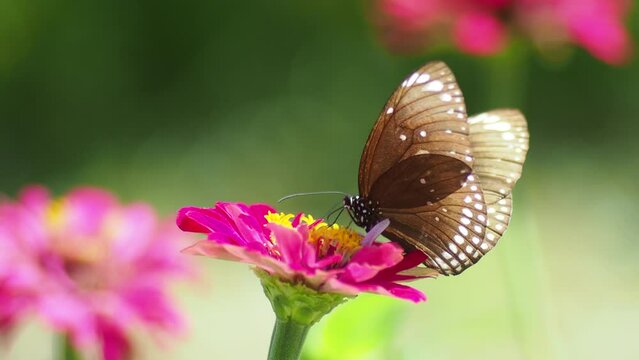 butterfly on a flower in thailand