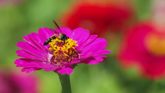 Bees find nectar in flowers in the nature of Thailand.