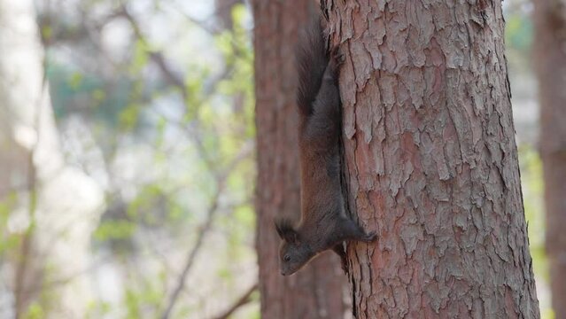 Eurasian Gray Squirrel hangs upside down on Pine tree trunk with blurred background, Sciurus vulgaris in spruce forest side view